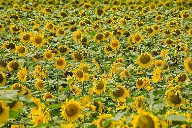 PC独占结束 《波比的游戏时间》第四章6月25日登陆全主机平台